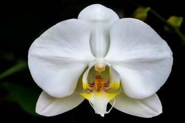 Obraz na płótnie Canvas White moth orchid in a garden.