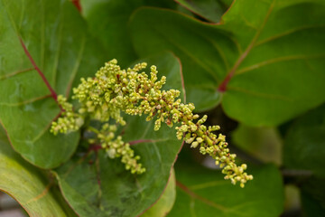 Sea grape flower in a garden.