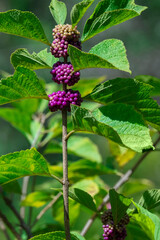 Beautyberry shrub detail in a garden.