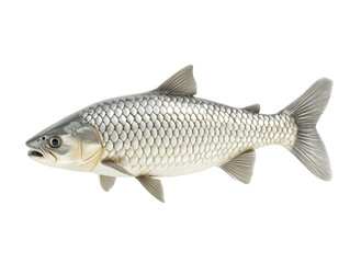 Isolated Silver Carp Fish