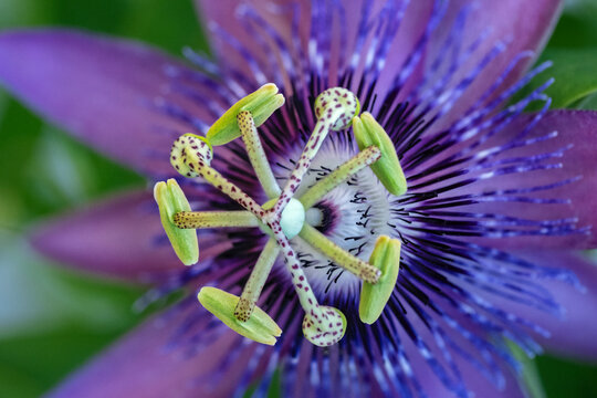 Purple passionflower in a garden.
