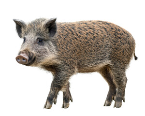 Isolated Wild Boar Walking