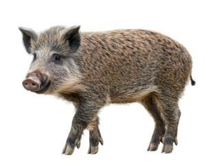 Isolated Wild Boar Walking