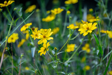 Smooth beggarticks in a garden.