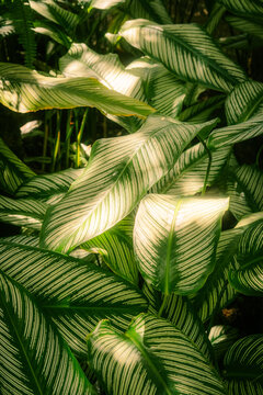 Balata Martinique exotic garden flowers 
