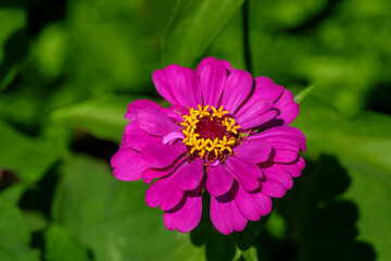 Obraz premium Pink zinnia in a garden.
