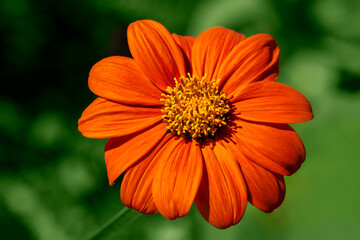 Orange zinnia in a garden.
