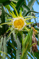 Fototapeta premium Night-blooming dragon fruit plant in a garden.