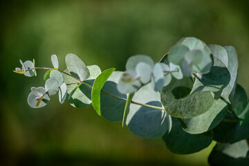 Silver dollar gum tree foliage, Eucalyptus in a garden.
