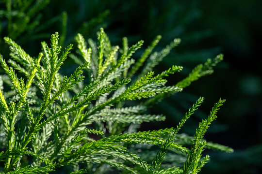 Detail of a Rimu tree in a garden.