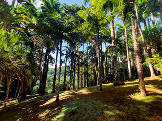 Balata Martinique exotic garden