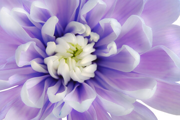 delicate blue chrysanthemum flower close up