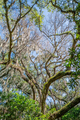 Spanish moss on a live oak tree