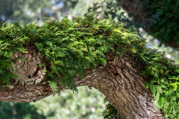 Resurrection Fern growing on a live oak tree branch