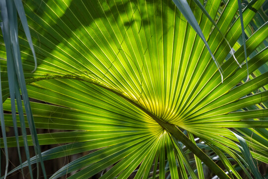 Sabal palm leaf