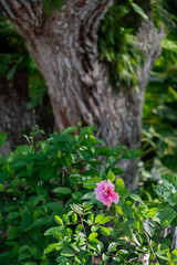 Hibiscus and a live oak tree