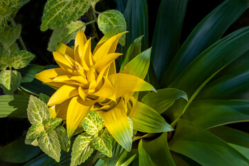 Obraz premium Yellow bromeliad