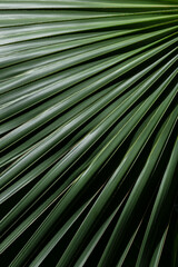 Detail of sabal palm foliage
