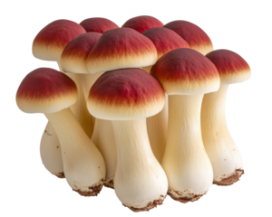 Isolated Group of Red and White Mushrooms