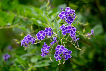 Golden Dewdrop plant