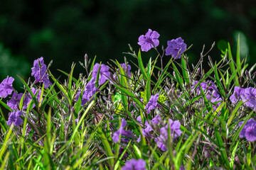 Mexican Petunia, Florida Bluebells
