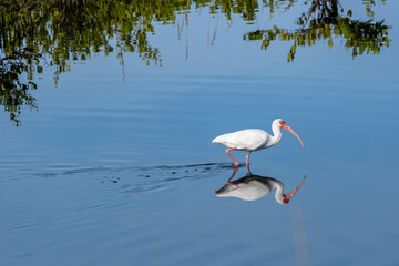 American white ibis