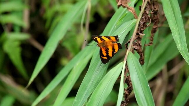 Close up Orange butterfly perched on a green leaf swaying gently in the wind. Delicate insect resting in natural habitat. Ideal for nature, wildlife, and macro concepts