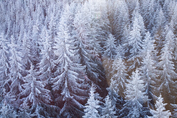 aerial view of snow covered fir trees
