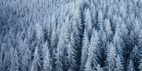 aerial view of snow covered fir trees