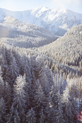 aerial view of snow covered fir trees