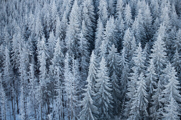 aerial view of snow covered fir trees