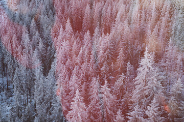 aerial view of snow covered fir trees