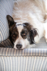 happy white dog relaxing on sofa in living room