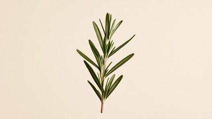 Fototapeta premium An isolated rosemary sprig on a transparent background, showcasing its fresh green leaves. The image has a clean and minimalist appearance.