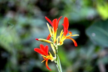 Obraz premium planta flor beri silvestre - Canna limbata