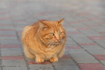 Portrait of a red striped cat with big green eyes.Head cat close-up.Cat on the street.