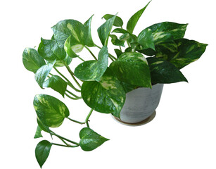 House climbing plant two-color scindapsus isolated on transparent background