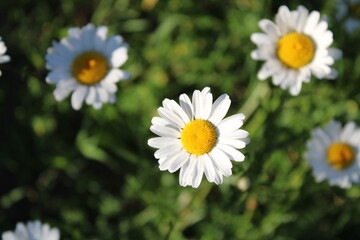 daisies in a garden