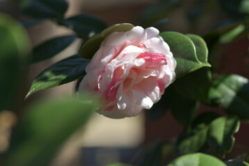 ゴシキヤエチリツバキ