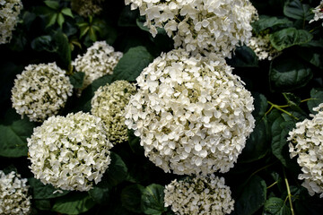 large white hydrangea flowers
