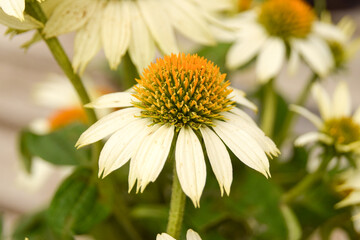 white coneflower