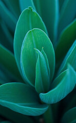 Obraz premium plant, plant, flower, nature, leaf, leaves, garden, succulent, cactus, macro, flora, spring, tulip, closeup, plants, close-up, pattern, green, water, agave