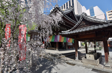 六角堂　境内の桜と本堂　京都市中京区