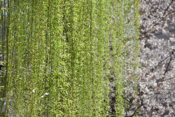 六角堂　境内の柳　京都市中京区