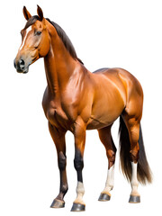 Obraz premium Majestic brown horse standing proudly in a studio setting showcasing its athletic build and glossy coat