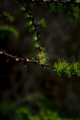 Emerging Pinecone in forest: Nature’s Detail in Focus
