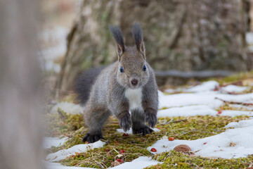 ジャンプするエゾリス
