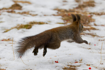 ジャンプするエゾリス