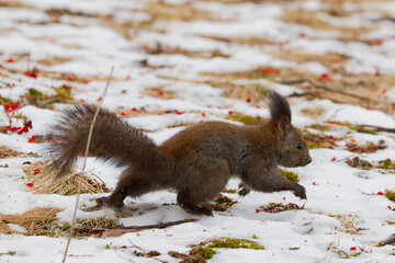 ジャンプするエゾリス