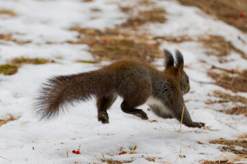 ジャンプするエゾリス